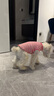 ISPET狗狗衣服宠物泰迪猫咪衣服金毛大中小型犬薄款四季通用&新疆棉 红色-部分码数升级两袖 L 建议8-10斤 实拍图