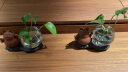 宇轩水培玻璃花瓶插花透明器皿养绿萝禅意摆件水养植物创意小花盆 招财猫-招财进宝花器+努力底 实拍图