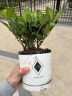开时果 栀子花盆栽浓香型带花苞发货 阳台花卉好养绿植物源头直发包邮 简约白盆【150#栀子花苞】 实拍图