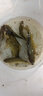 垂弦（ChuiXian） 不锈钢打窝器筏钓投饵定点入水沉底自动反转打食器钓鱼渔具配件 实拍图