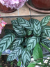 室内绿植花卉盆栽孔雀竹芋 猫眼彩虹绿植盆栽植物 新飞羽竹芋30-40厘米高 原盆原土发货 含原装简易塑料盆 实拍图