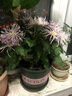 千芳阁盆栽菊花苗大菊花苗秋菊九月菊花盆栽庭院花卉四季菊花带花苞发货 紫罗兰 大苗 花期带花 实拍图