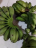 思卓（SIZHUO）广西 香蕉  新鲜应季水果 香甜大香蕉banana 高山芭蕉单果50g以上 小米蕉9斤装 晒单实拍图