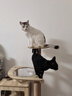 伯纳天纯猫粮专供款 宠物猫粮专供款三文鱼&蔓越莓幼猫粮6kg/12斤 实拍图