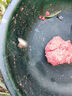 威拓森（weituosen）钩尖江湖艰苦奋斗也要钓鱼蚯蚓饵料野钓通杀鲫鱼鲤草鳊鱼料鱼虾饵 艰苦奋斗蚯蚓饵料450g×2包 实拍图