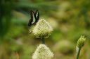 中一（zhongyi） 中一光学 85mm F2.0全画幅人像手动对焦镜头EF\AI\FE\FX 索尼E口-黑色 标配 实拍图