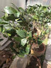 盆栽茶花苗 四季香妃茶花浓香型山茶花树庭院室内好养五色赤丹茶花树苗花卉植物 十八 4年苗当年开花 实拍图