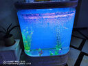 喜灏欧式双圆形生态金鱼缸水族箱中型创意客厅家用免换水屏风鱼缸定制 102x50x138（带一键换水） 实拍图