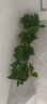 九千谷绿萝盆栽除甲醛室内桌面绿植盆景百搭植物自吸盆4盆源头直发 实拍图