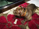 TRUELOVE狗狗项圈小中大型犬脖圈防勒泰迪金毛透气舒适反光宠物脖圈狗圈 桔色（不含牵引绳） L【45-50cm】-建议18-27kg选择 实拍图