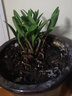 劉閣蘭花七彩香水石斛兰花冬带花苞好养绿植浓香型石斛花卉盆栽绿植驱蚊 8苗七彩石斛当年开花  原盆发货 实拍图