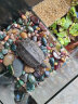 朴彩（PUCAI）南京雨花石原石天然石子鱼缸石头花盆彩色石子玛瑙鹅卵石 圆形玛瑙0.8-1.2CM(一斤) 实拍图