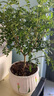 开时果 正宗胡椒木盆栽清香型 桌面植物苗防驱蚊草绿植盆景源头直发包邮 【6年大苗】郁金香瓷盆+肥料 实拍图