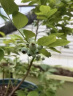 蓝莓树苗 北方种植 户外盆栽南方带大果蓝美一号蓝莓苗25 新品种F6(中苗)高4050cm 【带土 50cm(含)60cm(不含) 晒单实拍图
