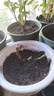 8年玫瑰老桩花苗玫瑰盆栽花卉观赏花植物阳台室内室外盆栽地栽花老桩蔷薇花多次开花 卡罗拉 【20号】5棵装 不含盆 实拍图