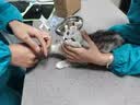 【空运 次日达】44l猫腹传针剂油剂干性湿性腹水腹膜炎可口服片剂 新款加强【10送2】20mg 6ml*12支 实拍图