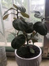 以琛小盼菩提树盆栽带果绿植物室内花卉办公室盆景客厅室内植物盆栽 小盼菩提2盆带果发货原盆 实拍图