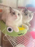 华元宠具（hoopet）宠物指甲剪猫咪指甲剪圆孔猫剪指甲猫指甲刀狗指甲钳泰迪小狗剪刀 圆孔小盲剪—蓝白色 实拍图