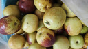 良知农哥 【顺丰】东北特产海棠果 小沙果 酸甜小苹果 龙丰果大秋果3斤30-40g 实拍图