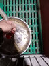 耐尔尼 仔猪补料槽 不锈钢母猪小猪料槽 猪用自动喂猪食槽猪槽子下料槽 不锈钢特大号【5位】【36cm】 实拍图