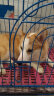 麦富迪肉松狗粮 藻趣儿全价通用10kg 幼犬中大型小型犬肉松海苔狗粮 实拍图