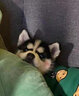井莎哈士奇幼犬哈士奇犬活物二哈宠物狗狗活体雪橇犬小狗幼崽 混血级 母 实拍图