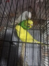 朗缤 鹦鹉活体鸟活物虎皮鹦鹉宠物活鸟玄凤鹦鹉手养鸟会说话幼鸟幼崽 白红眼+黄红眼（一公一母） 实拍图
