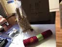 正扬玻璃茶具套装家用高档整套侧把功夫泡茶壶茶杯办公电陶炉煮茶烧水 12头(侧把)直觉-6金色把+杯架 实拍图