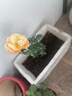 花行榜月季花苗爬藤开花植物特大花卉盆栽绿植四季玫瑰果汁阳台藤本蔷薇 果汁阳台【灌木大花】 不含盆 实拍图