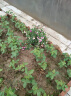 泰西丝三角梅盆栽花卉观花植物树苗 紫色三角梅地径2cm粗 （不含盆） 晒单实拍图