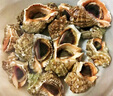 渔哥戏鱼海螺青岛鲜活大号海螺中号海螺小海螺特大海螺肉【鲜活发货】 中海螺 1000g 16-20只 实拍图