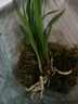 劉閣蘭花兰花苗 新品经典色花荷瓣 江山 冬带花苞出售阳台好养花卉盆栽 江山美人2苗连体，带花肥 实拍图