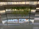 逸乐宠透明塑料金鱼缸仿玻璃亚克力斗鱼缸一体成型防摔桌面水族箱乌龟缸 特大号-带盖（超透裸缸） 实拍图