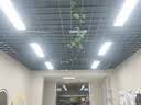 V-POWER LED办公室吊灯长条灯吸吊两用长方形条形灯工业风简约工作室会议 黑壳办公灯【1200*100】24W-白光 实拍图