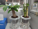 锦枫水培花卉盆栽 办公室水培绿植花卉盆栽玻璃花盆 财源滚滚【2盆】 含盆栽好+营养液一只 实拍图