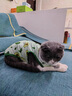 阿莫尔小狗狗猫咪衣服夏季薄款泰迪比熊博美背心宠物小型幼犬透气防掉毛 牛油果（夏季） XS 建议1-2斤 背长20cm 实拍图
