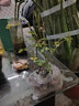 清韵伊人 木香花树苗爬藤四季开花红黄白特大苗耐寒盆栽地栽爬墙花卉蔷薇 白木香 小苗20-40厘米高 不含盆 实拍图