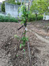 芥圃三华李子树苗嫁接信宜钱排银妃大三华李红心早晚熟李子苗新品种 三华李晚熟嫁接苗【带土带叶】 3年苗 高度：70-100公分 实拍图