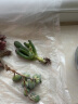 轩林美 多肉植物 肉肉盆栽 老桩办公室内耐干旱懒人绿植花卉 吸财树（4-6cm） 实拍图