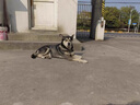 赛狮土狗狗粮通用型幼犬成犬10斤装中华田园犬家狗中大型犬粮40斤 【土狗专用】5斤装尝鲜/奶糕粮 实拍图