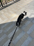猫姐汪弟 狗绳子大型犬牵引绳反光牵引带加长2米中型犬遛狗绳狗链拴狗绳 黑色2米狗绳 实拍图