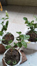 重瓣茉莉花盆栽浓香型南方四季开花带盆驱蚊绿植花卉室内阳台庭院 茉莉4~5棵带花苞发货【送郁金香高档陶瓷盆】 实拍图