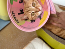 KimPets宠物伊丽莎白圈猫咪防舔头套狗狗防抓挠防咬项圈脖圈绝育驱虫用品 【防水防挣脱】幸运多巴胺 M(颈围24-31cm 适合6-13斤宠物) 实拍图