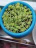 若绿真便宜多肉好养老桩绿植花卉小苗肉肉花植物小盆栽清棚 黄金万年草 不含盆 实拍图