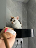 贵为（GiGwi）猫玩具炫律猎物刺猬仿真发声猫咪玩具逗猫棒老鼠逗猫棒宠物玩具 实拍图