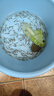 活体饲料鱼麦穗鱼小鱼苗喂龙鱼罗汉鳄龟开口饲料鱼淡水鱼活鱼包活 饲料鱼2-4厘米30条送10%防损 实拍图