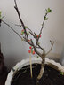 别墅庭院爬藤植物爬山虎树苗 鞭炮花苗 炮仗花攀援花卉油麻藤 凌霄花苗 2年别墅庭院爬藤植 5年苗 实拍图