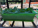 春枝韵 种菜神器阳台室内蔬菜种植花盆长方形种菜盆塑料长条盆蔬菜阳台 环保菜盆绿色+拖盘 特大号50cm 实拍图