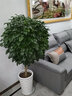 仙植缘【2小时同城配送】1.8米发财树蝴蝶兰盆栽天堂鸟开业乔迁大型绿植 |约1.7m|绿宝幸福树|白瓷盆随机 实拍图