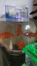 金利佳（Jeneca）圆形鱼缸过滤器小型迷你圆缸外置三合一净水过滤器瀑布式过滤设备 YL-3圆缸过滤器+滤材 实拍图